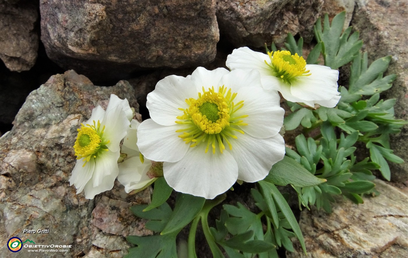 48 Ranuncolo glaciale (Ranunculus glacialis).JPG